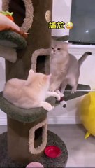 video to show to your cats ! how to control cash  the naughty and clever cat ❤️ sometimes angry