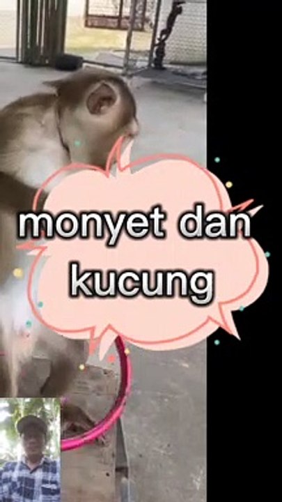 Kucing vs monyet