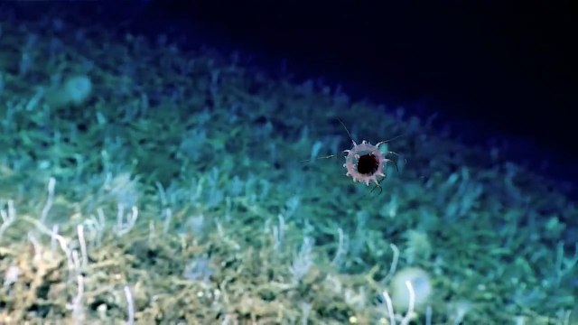 Lurking in the Deep