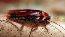 Did You Know? The COCKROACH || RANDOM, AMAZING and INTERESTING FACTS AROUND THE WORLD