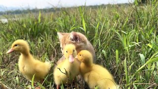 The kitten takes three ducklings on an outdoor trip!  happy duck