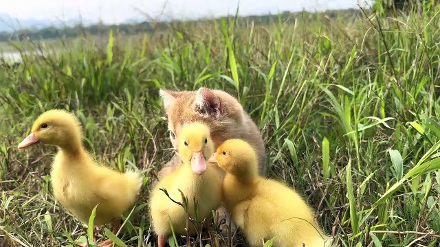 The kitten takes three ducklings on an outdoor trip! happy duck