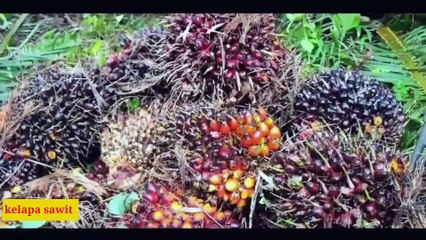 Jangan salah pilih varian kelapa sawit