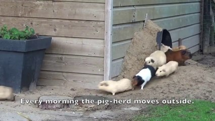 Guinea pig herd having breakfast and dinner