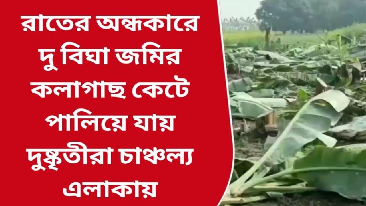 নদীয়া: রাতারাতি বিঘা বিঘা জমির কলাগাছ কেটে দিল দুষ্কৃতীরা