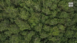 This Forgotten Ecosystem Holds Twice as Much Carbon Than Forests