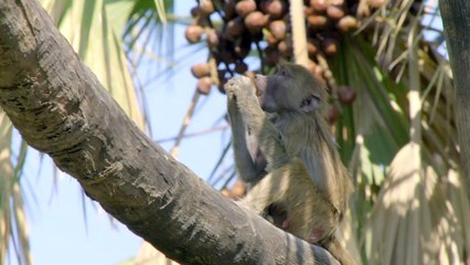 Wildlife Icons - The Hamadryas of Awash
