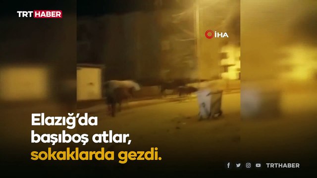 Elazığ’da başıboş atlar sokaklarda gezdi
