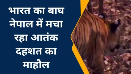 लखीमपुर खीरीः दुधवा में छोड़े गए बाग का नेपाल के गांव में आतंक