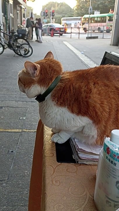 cat
