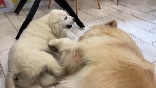 Funny Golden Retriever Bailey and Cute Puppy