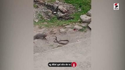 વેરાવળના કાજલી ગામે સાપ અને નોળીયા વચ્ચે રોમાંચક લડાઈનો વીડિયો વાયરલ