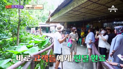 눈이 얼굴의 절반(@.@) 여행단이 만난 보홀의 명물 '안경 원숭이'