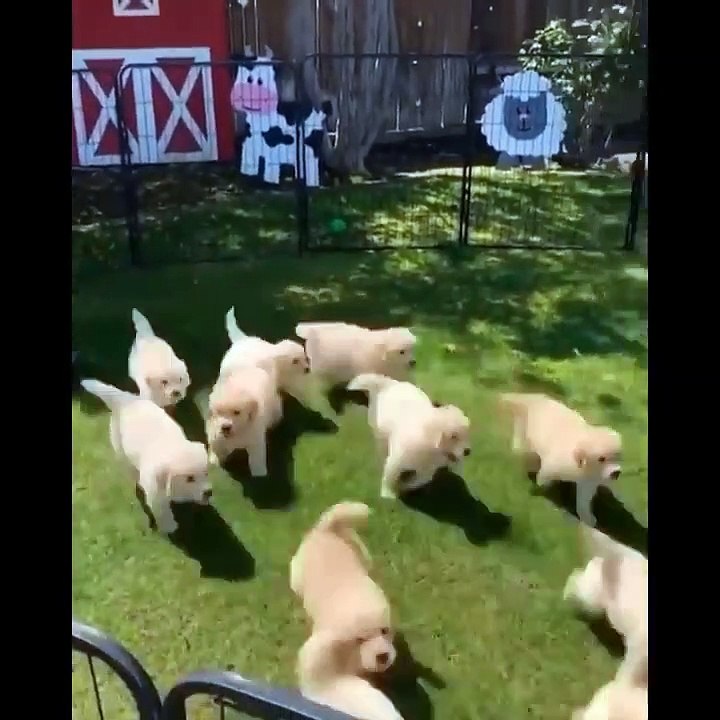 Cute Puppies Doing Funny Things 2022 #13 Cutest Dogs