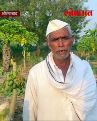 ग्रामपंचायत निवडणुकीत सुन जिंकली, म्हणून सासऱ्याची पपईची बाग कापली.-