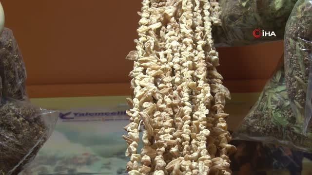 Kış aylarının vazgeçilmezi organik salebin kilosu 2 bin 400 liradan alıcı buluyor