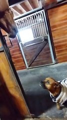 Friendship Between a Horse and a Dog