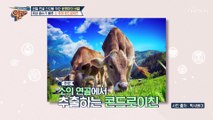 흡수율UP↑ 관절 지킴이 소 유래 콘드로이친 TV CHOSUN 20221225 방송