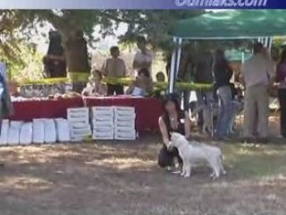 Oumiak's Cotton eyes joe -- Italian national specialty 2007