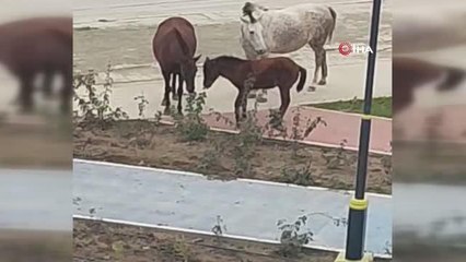 Bacağı kırılan sahipsiz tay tedavi altına alındı