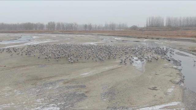 Kışı Geçirmek İçin Çin'in Qiemo İlçesine Gelen 6 Binden Fazla Turna Gözlemlendi