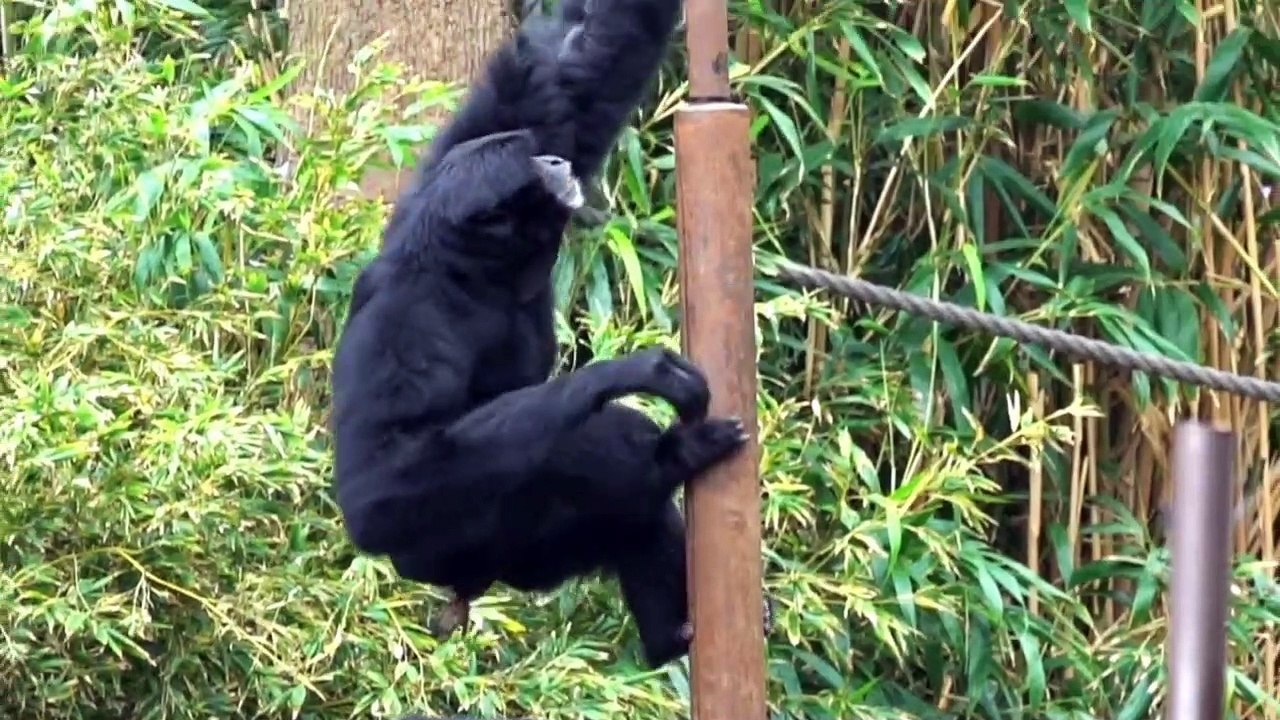 Siamang