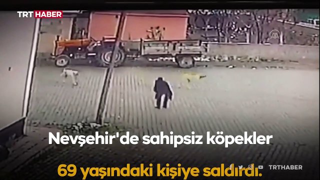 9 sokak köpeğinin saldırısına uğradı