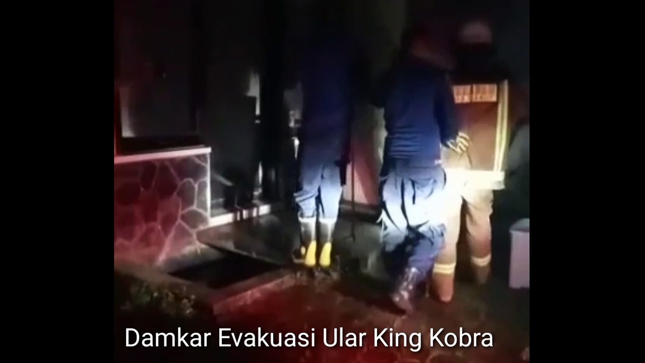 UPT Damkar Wil. 2 Bungbulang Evakuasi Ular King Kobra Panjangnya 2 meter di Kp. Cibalubur