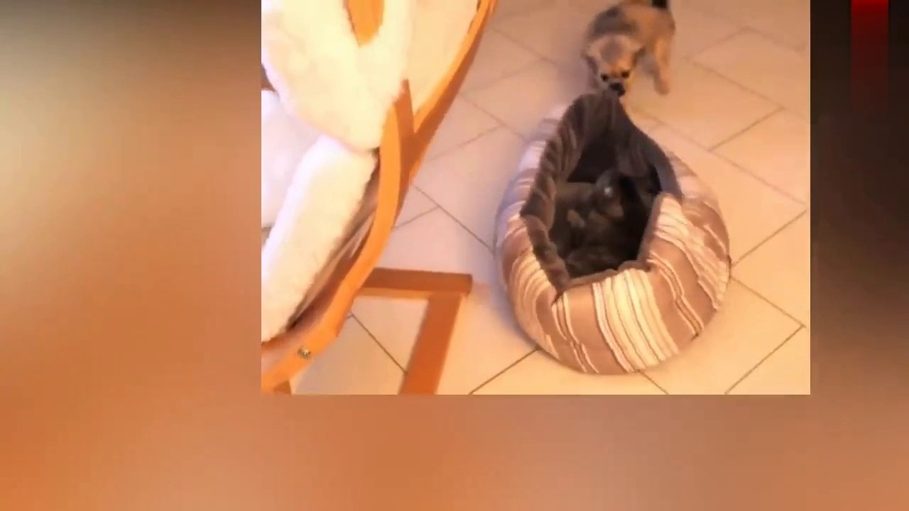 funny cats videos