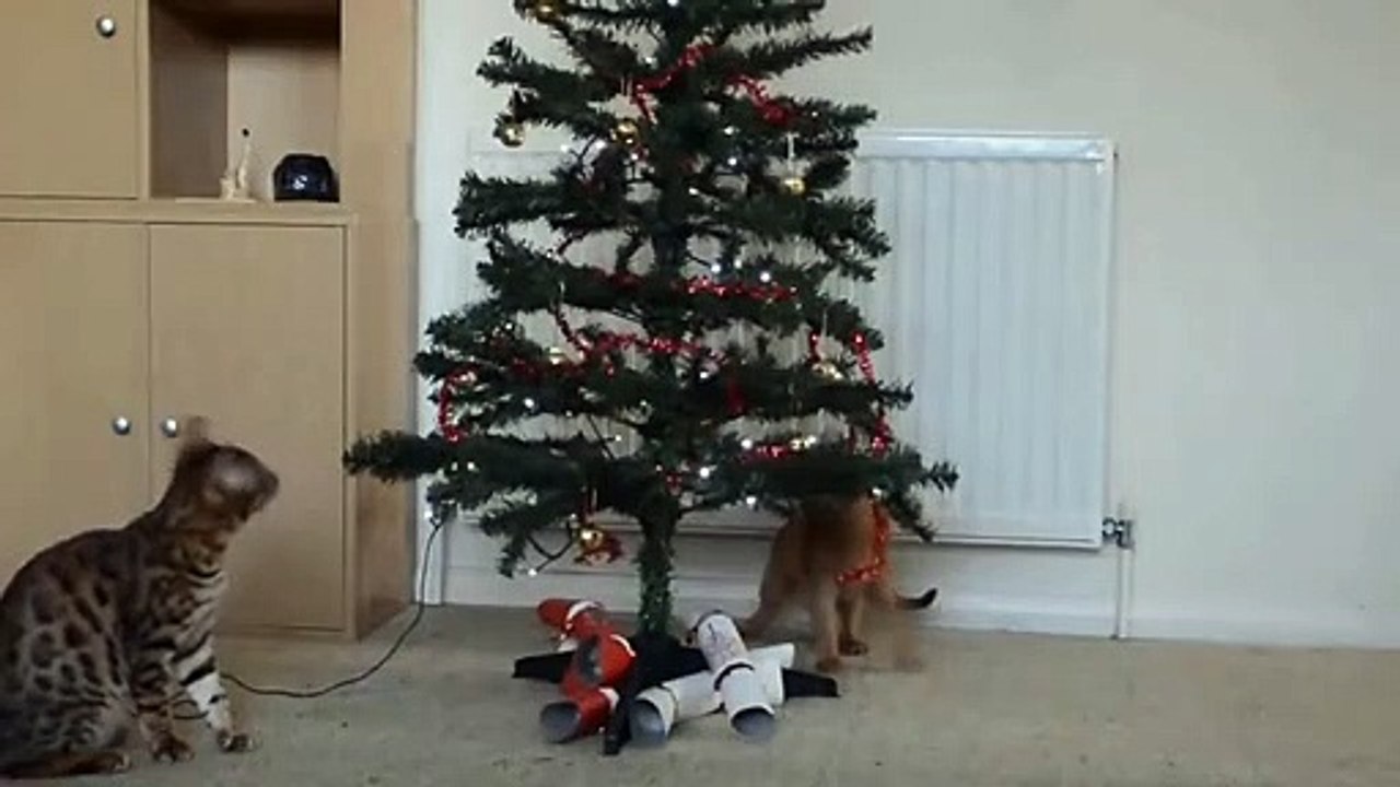 Kucing natal