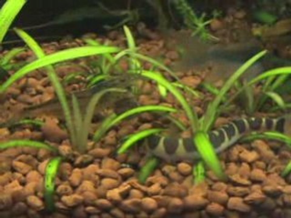 japonica et apisto