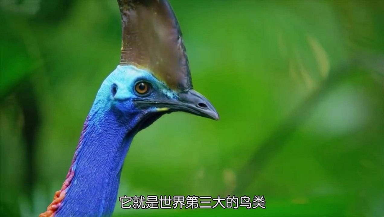 它被人类称为杀人火鸡，是世界上最危险的鸟类 #万物皆有灵性 #神奇动物在抖音 #动物成精 (1)