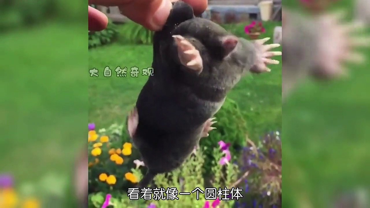 它是动物界的打洞机 #万物皆有灵性 #动物的迷惑行为 #动物成精 (1)