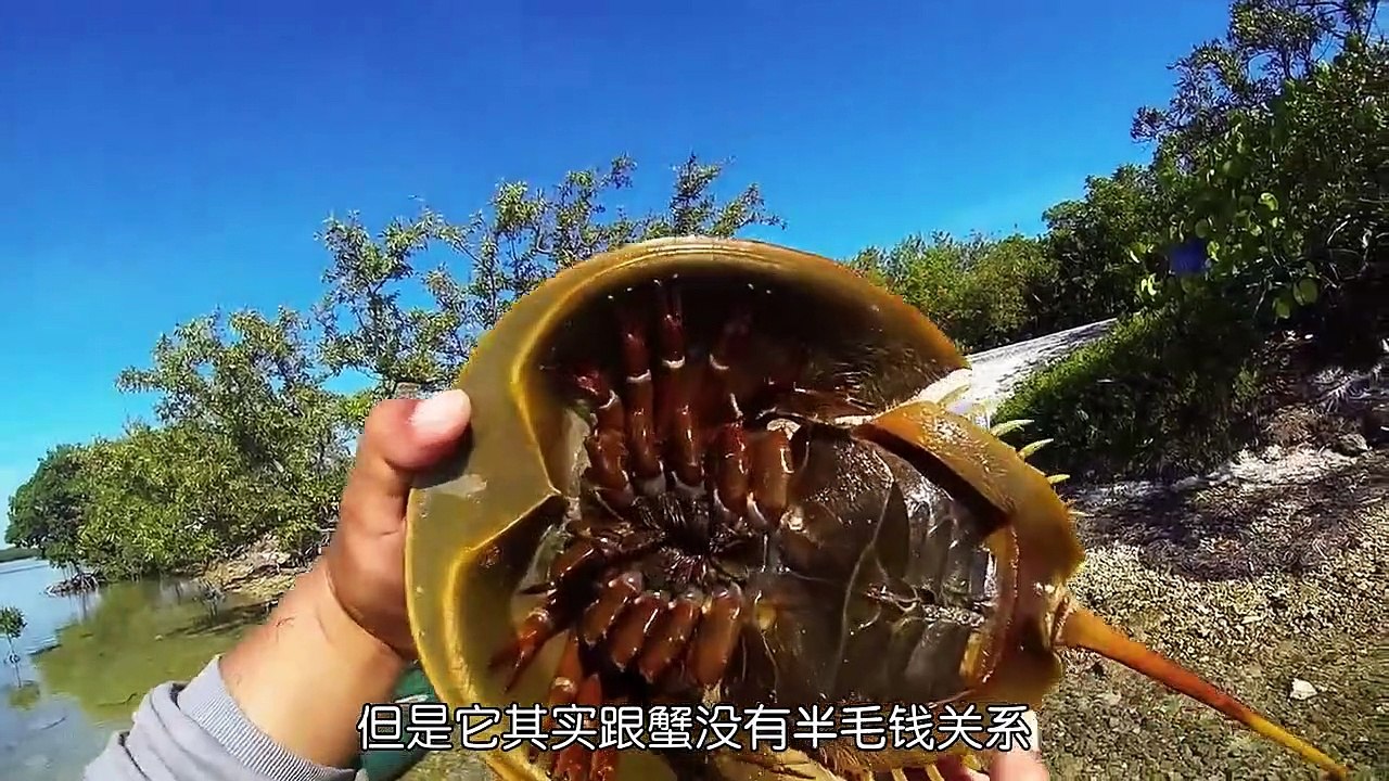 它在地球存活了4亿多年，身体的血液价值10万一升 #万物皆有灵性 #鲎 #动物成精