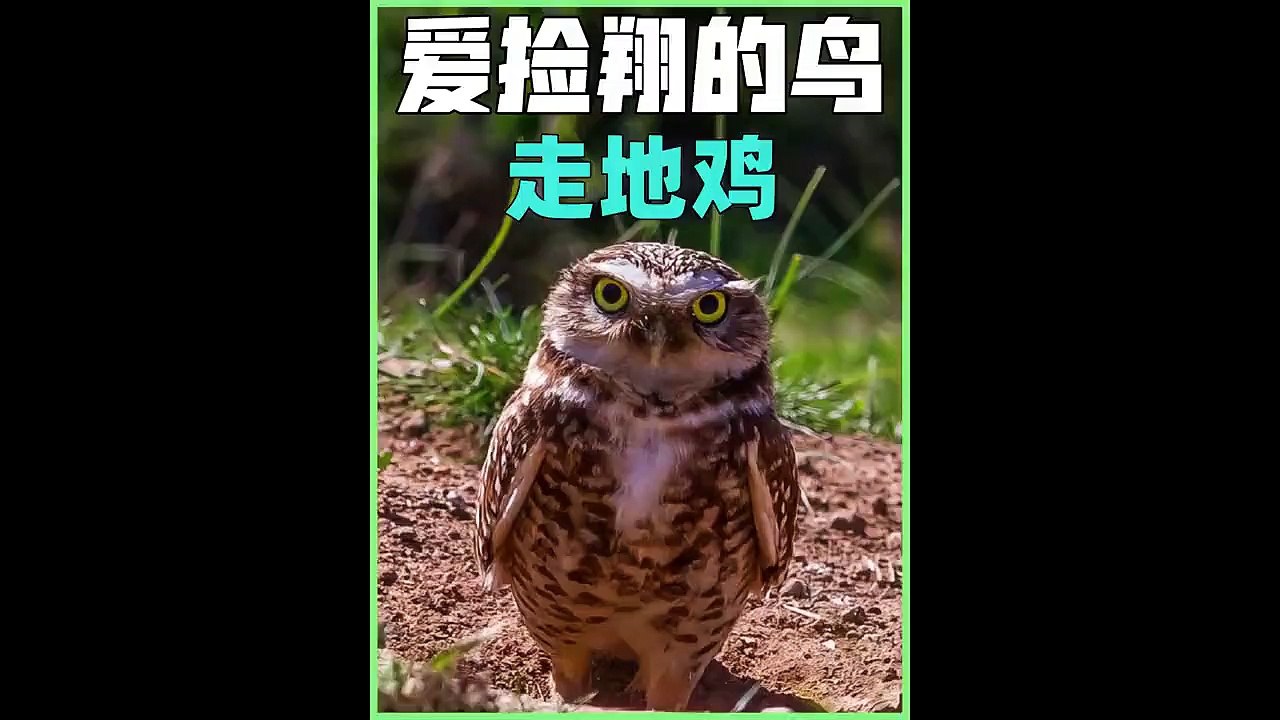 一只爱抢屎壳郎饭碗的猛禽 #万物皆有灵性 #动物迷惑行为 #土拨鼠 #穴鸮
