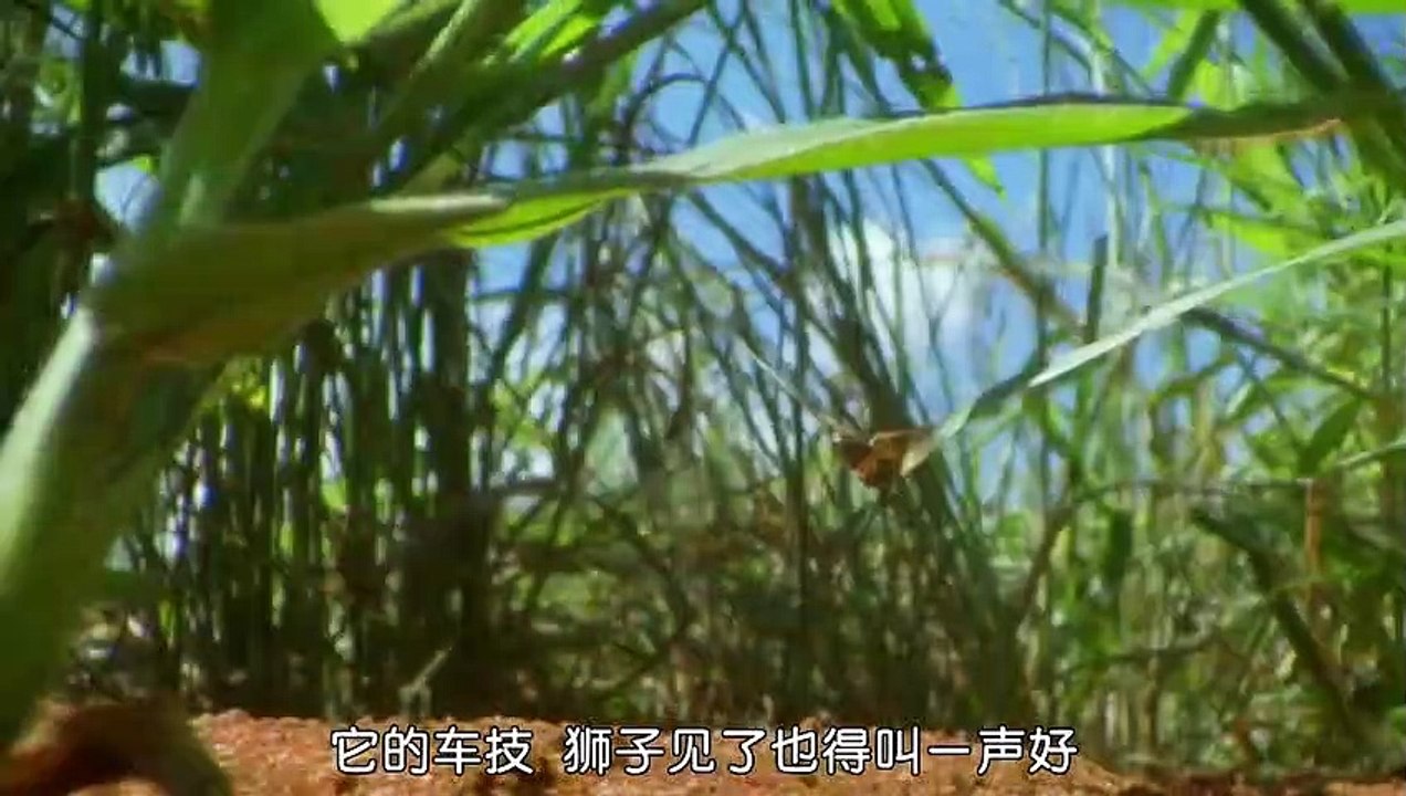 倒霉的阿翔 #万物皆有灵性 #纪录片充电计划动物篇 #动物的迷惑行为