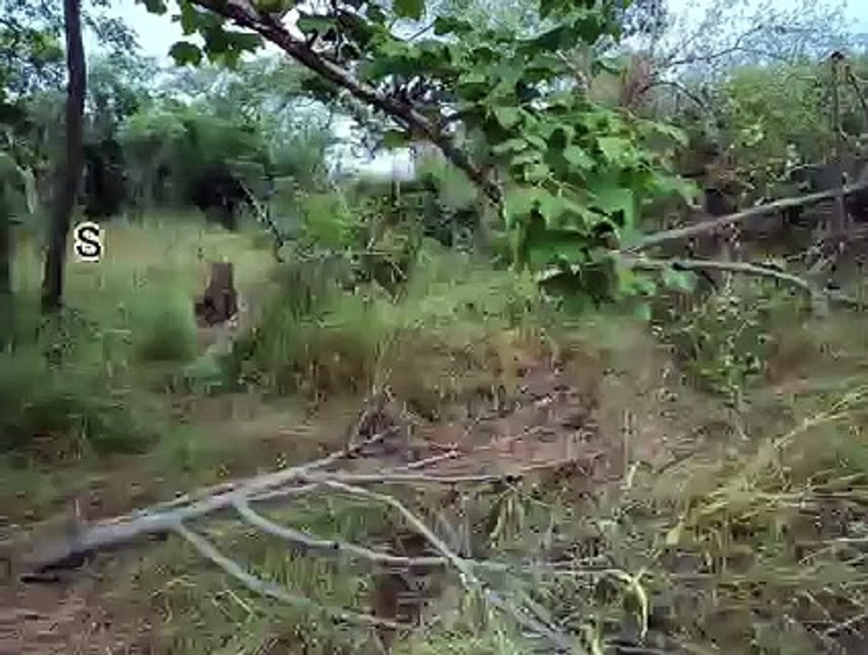 Trafic illicite de bois à Goudomp: Le coup de filet de la gendarmerie de Samine