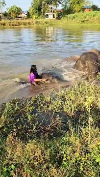 हाथी मेरे साथी, हाथी से प्यार करने वालो हाथी का प्यार कितना सच्चा होता हे,