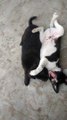 Cat vs dog cat punched dog on the face 