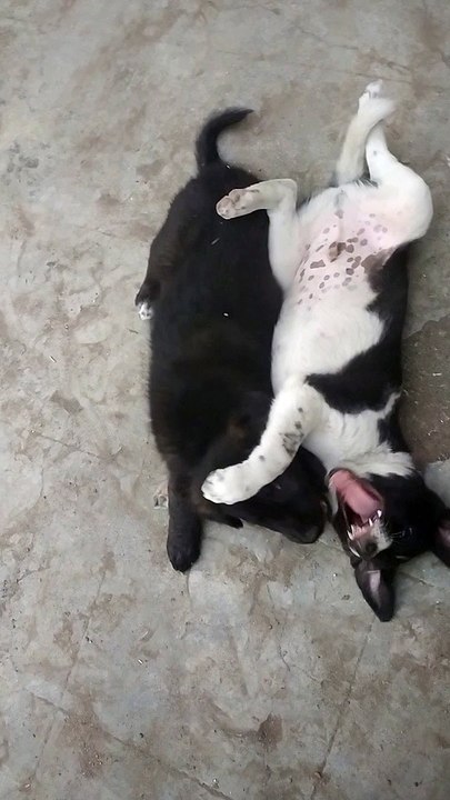 Cat vs dog cat punched dog on the face 