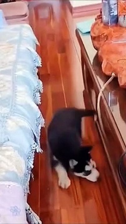 Funniest Animal video 2022 #shorts #funny #trending #cute