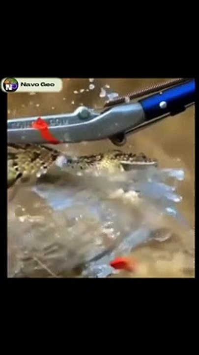 worst animal attack 2022 shorts