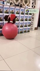 Funny Movement for Animals 2022 #shorts