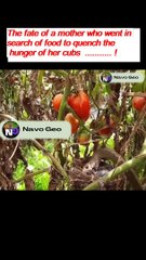 Melted motherly affection for Animal (2)