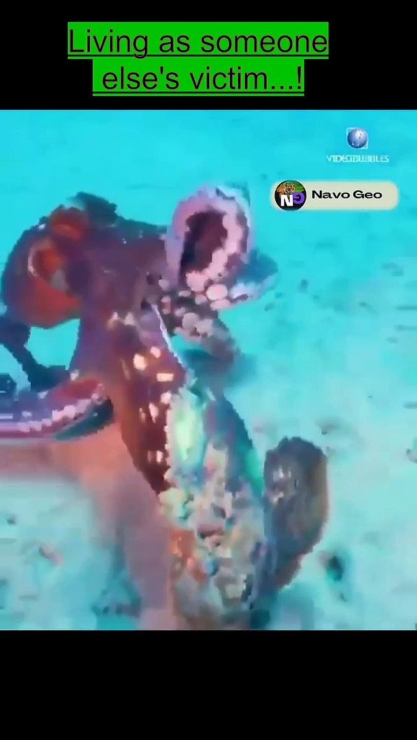 ⁣animals attack 2022 living as someone else's victim animals  #trending #shorts (2)