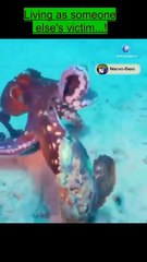 animals attack 2022 living as someone else's victim animals  #trending #shorts (2)