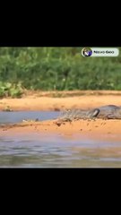 Best Animal Attack 2022   #shorts video #animals  End of Life (2)