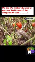 Melted motherly affection for Animal (3)