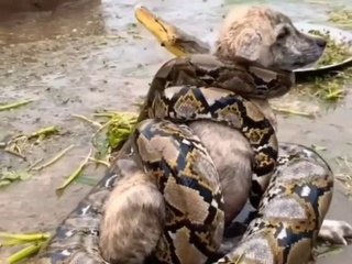 Save the wild Animals,Animal Attack 2022 #shorts #trending (2)