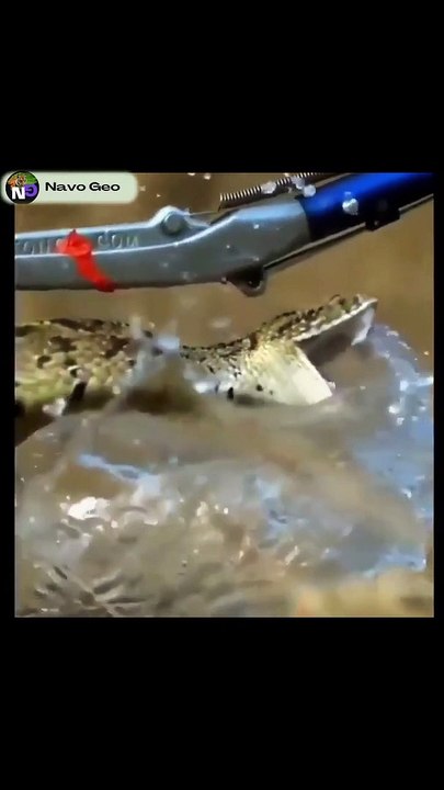worst animal attack 2022 shorts (2)